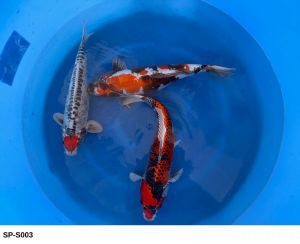 Yamasan Koi Farm Sansai Mix 52 59 cm SP-S003 1350 Euro