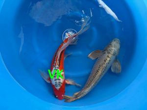 Yamasan Longfin Sansai Mix 55 60 cm SP-S005 1350 Euro