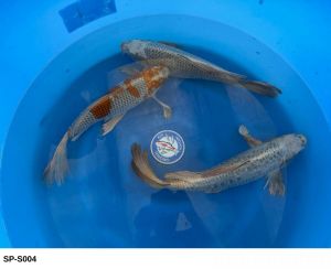 Yamasan Longfin Sansai Mix 57 64 cm SP-S004 1150 Euro