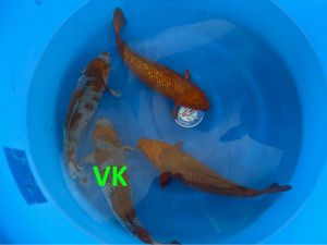 Yamasan Sansai Mix 50 55 cm SP-S006 975 Euro