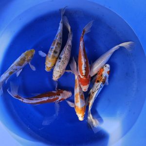 Yamazaki Longfin Mix 35-40 cm 395 Euro