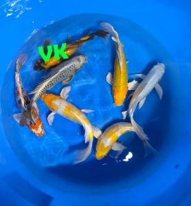 Yamazaki Longfin Mix 40-45 cm 550 Euro