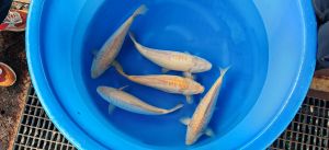 Yamazaki Nisai D.Karashigoi 40-45 cm 650 Euro