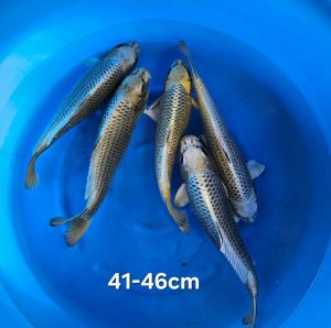 Yamazaki Nisai Kabuto 41-46 cm 550 Euro