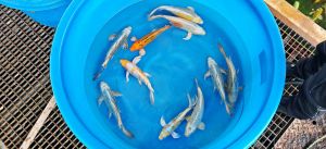 Yamazaki Nisai Mix 33-38 cm 295-395 Euro