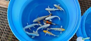 Yamazaki Nisai Mix 33-38 cm 395 Euro