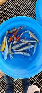 Yamazaki Nisai Mix 33-38 cm 550 Euro