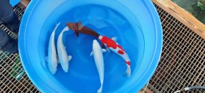 Yamazaki Nisai Mix 40-50 cm 650 Euro