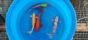 Yamazaki Sansai Longfin Mix 48-60 cm 975 Euro