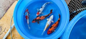 Yamazaki Sansai Mix 40-45 cm 750 Euro