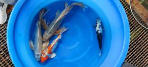 Yamazaki Sansai Mix 45-60 cm 1150-1350 Euro (2)