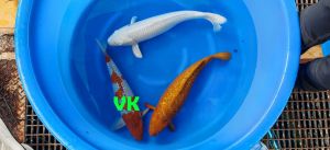 Yamazaki Sansai Mix 45-60 cm 1150-1350 Euro (3)