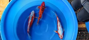 Yamazaki Sansai Mix 45-60 cm 1150-1350 Euro