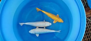 Yamazaki Sansai Mix 48-55 cm 975 Euro