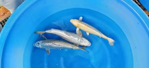 Yamazaki Sansai Mix 48-55 cm 975 Euro