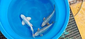 Yamazaki Sansai Mix 48-60 cm 975 Euro