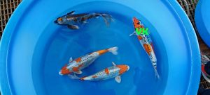 Yamazaki Sansai Mix 50-55 cm 975-1350 Euro